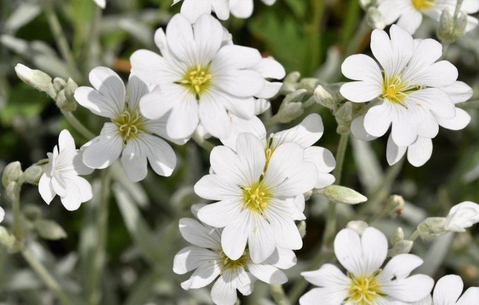 Como plantar Neve-no-Verão (Cerastium tomentosum)_1