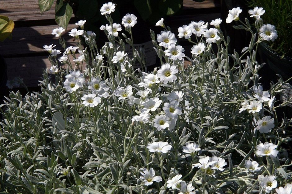 Onde plantar Neve-no-Verão (Cerastium tomentosum)_2