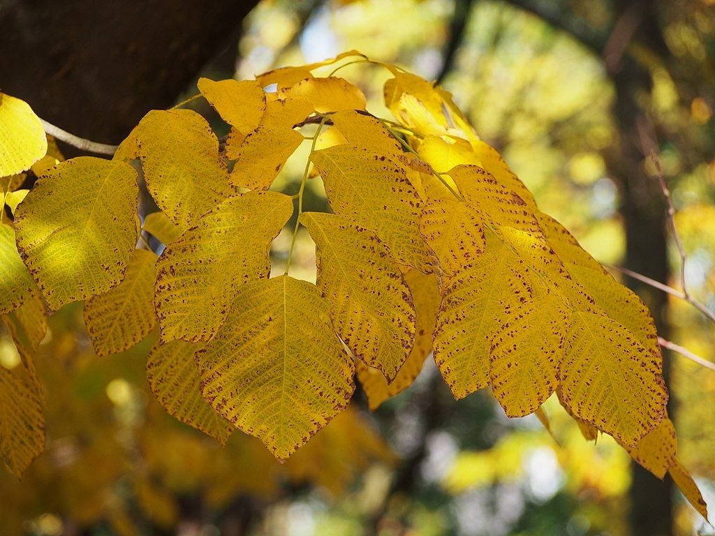 Pau-amarelo do Kentucky (Cladrastis kentukea)