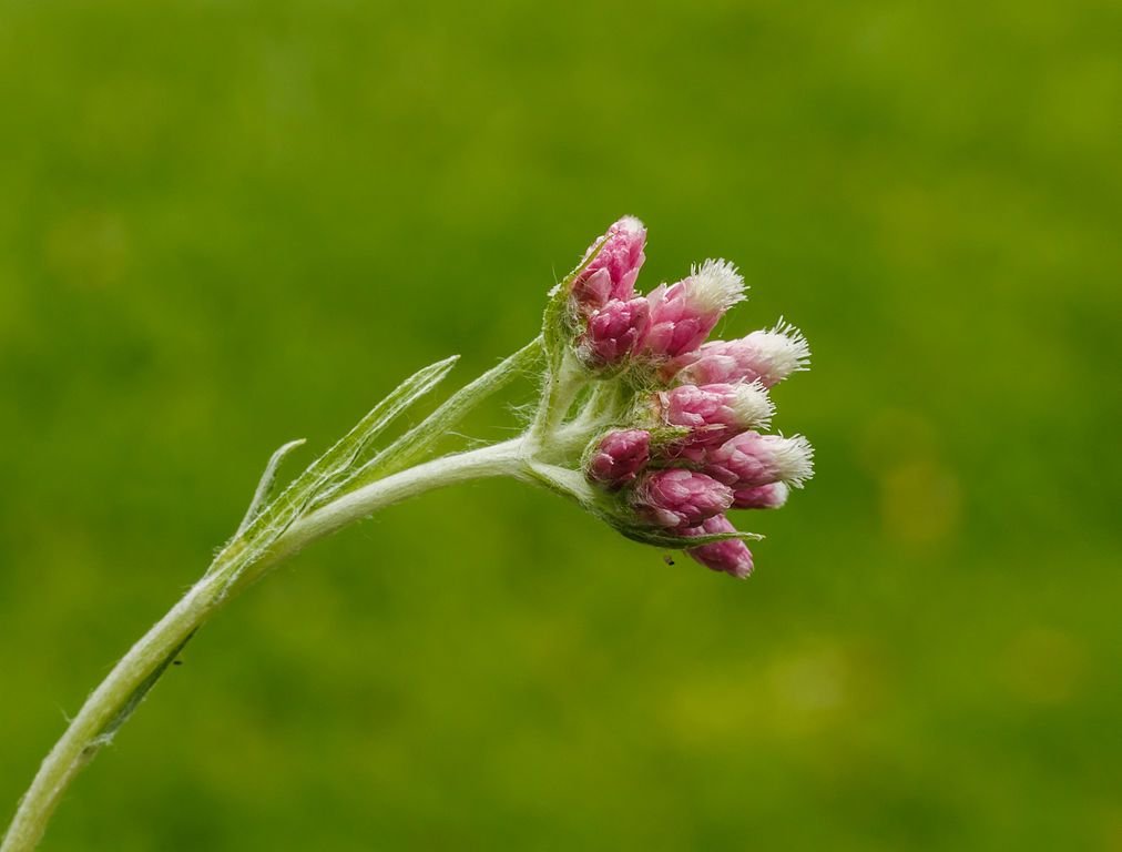 Pé-de-gato (Antennaria dioica)