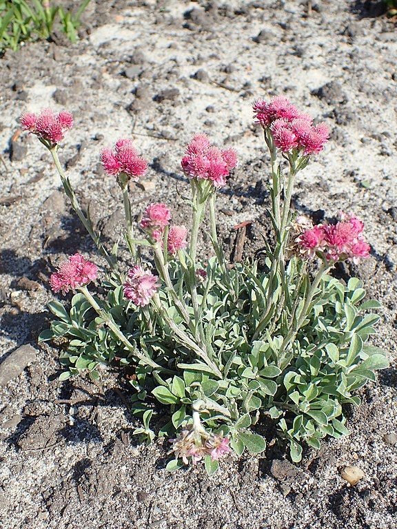 Como plantar Pé-de-gato (Antennaria dioica)_1