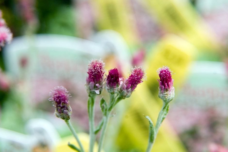 Onde plantar Pé-de-gato (Antennaria dioica)_2