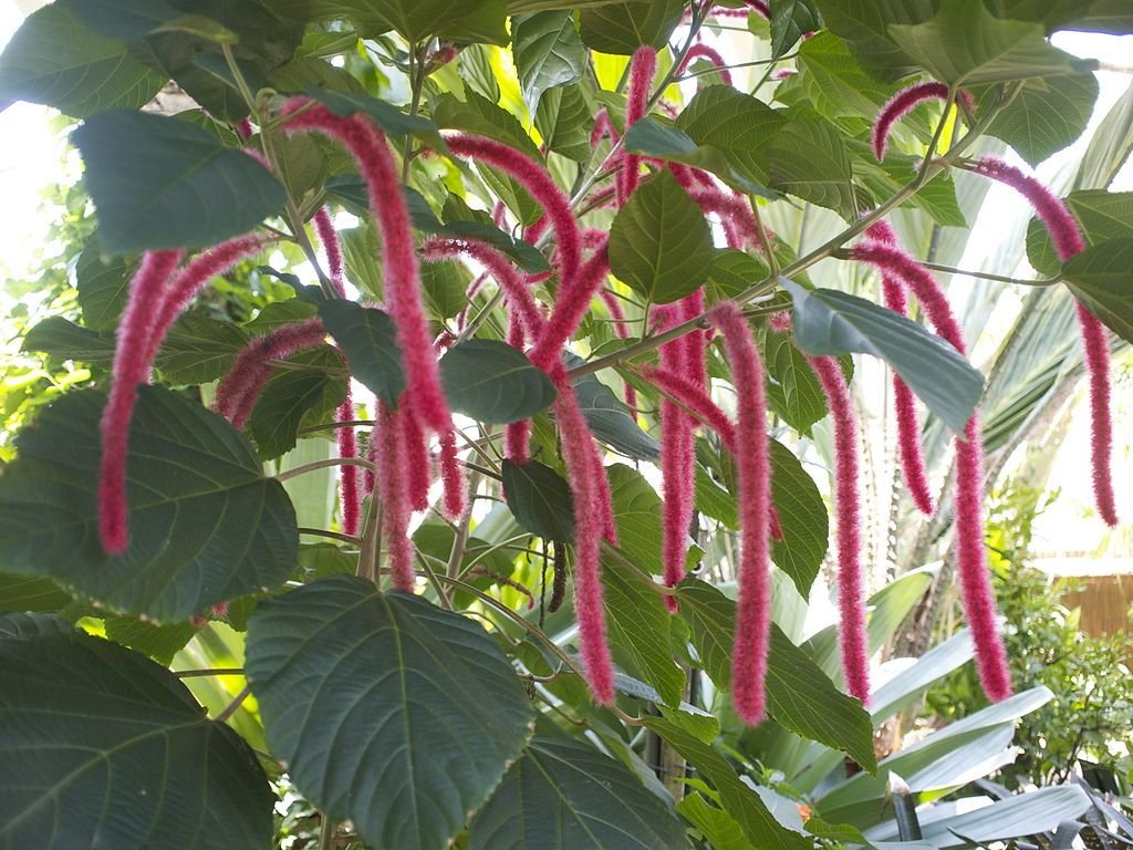 Rabo de gato (Acalypha hispida)
