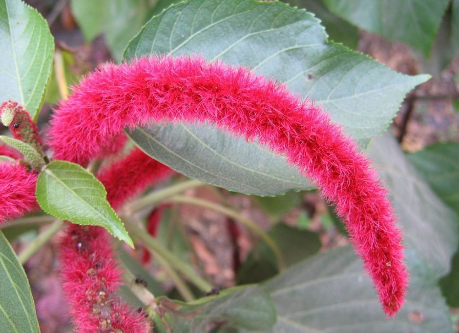 Como plantar Rabo de gato (Acalypha hispida)_1