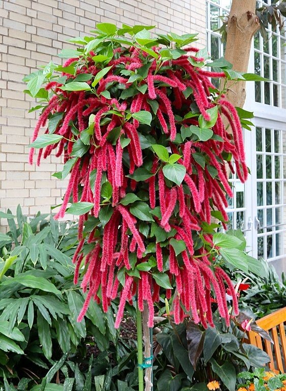 Onde plantar Rabo de gato (Acalypha hispida)_2