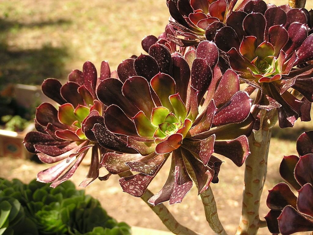Saião (Aeonium arboreum)