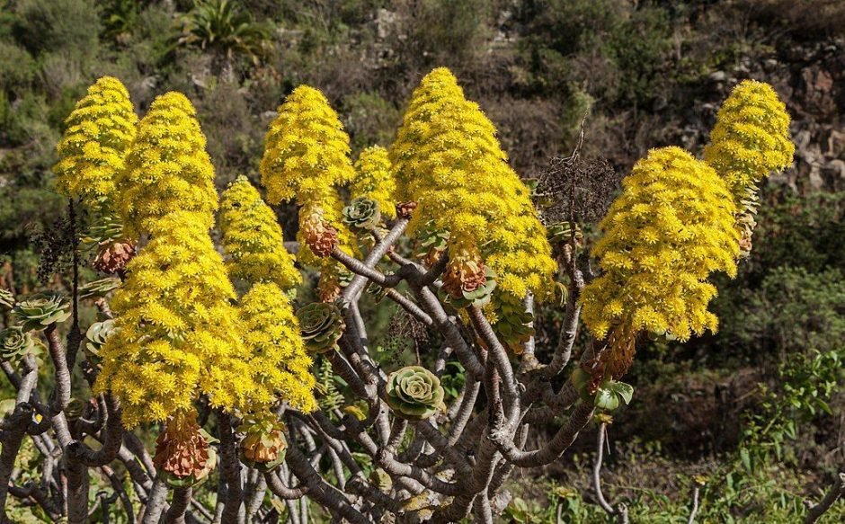 Como plantar Saião (Aeonium arboreum)_1