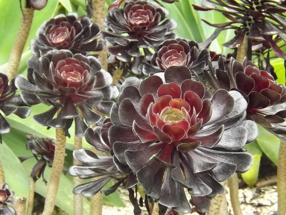 Onde plantar Saião (Aeonium arboreum)_2