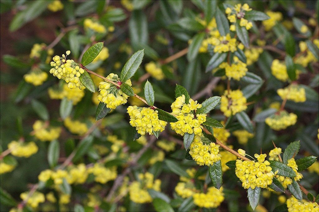 Bérberis chinês (Berberis julianae)