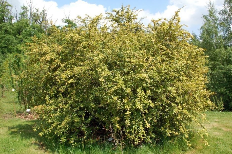 Como plantar Bérberis chinês (Berberis julianae)_1