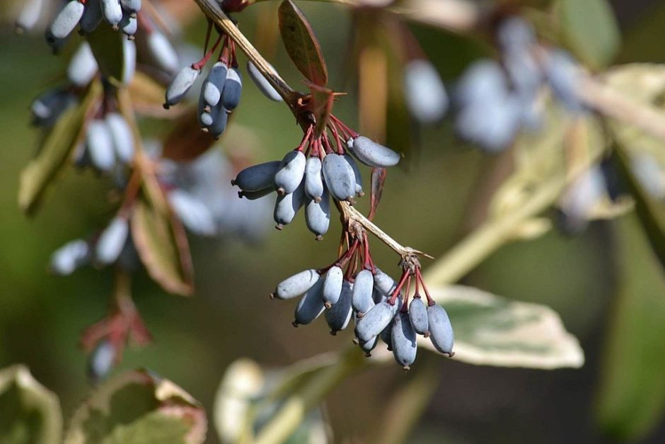Onde plantar Bérberis chinês (Berberis julianae)_2