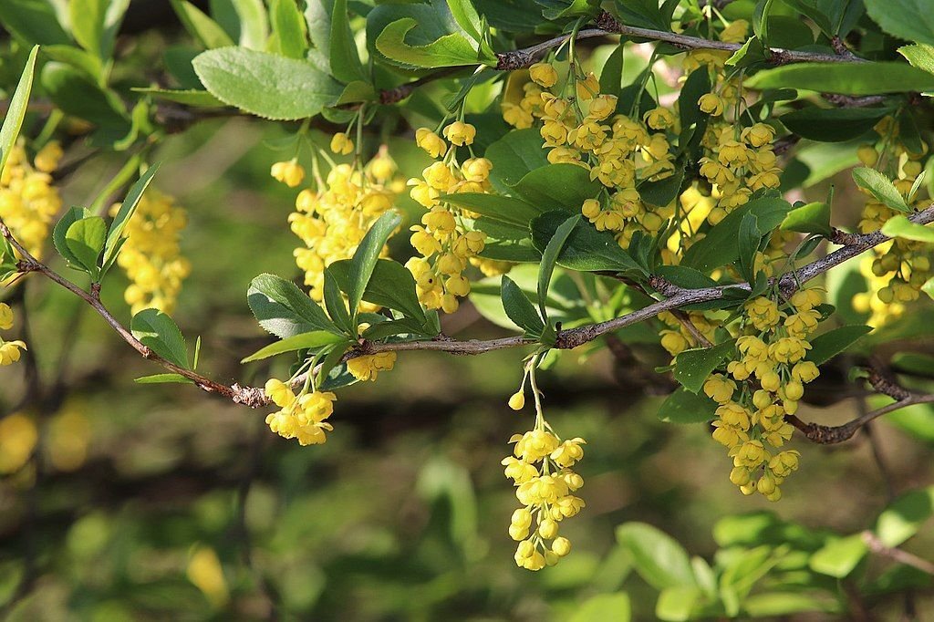 Bérberis comum (Berberis vulgaris)