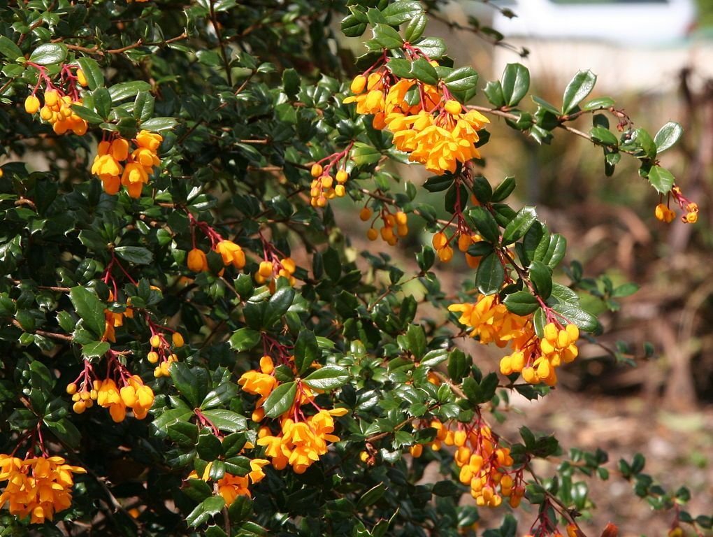 Bérberis de Darwin (Berberis darwinii)