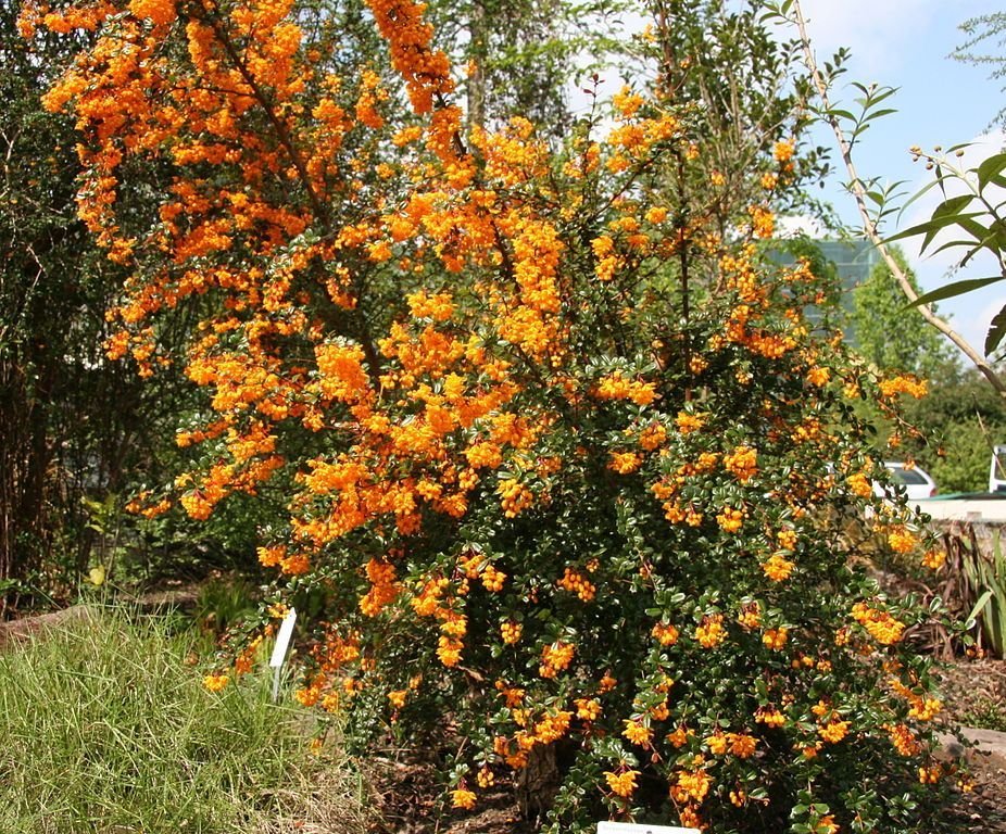 Como plantar Bérberis de Darwin (Berberis darwinii)_1