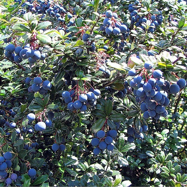 Onde plantar Bérberis de Darwin (Berberis darwinii)_2