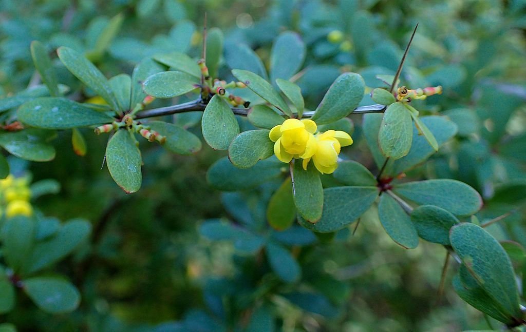 Bérberis de Wilson (Berberis wilsoniae)
