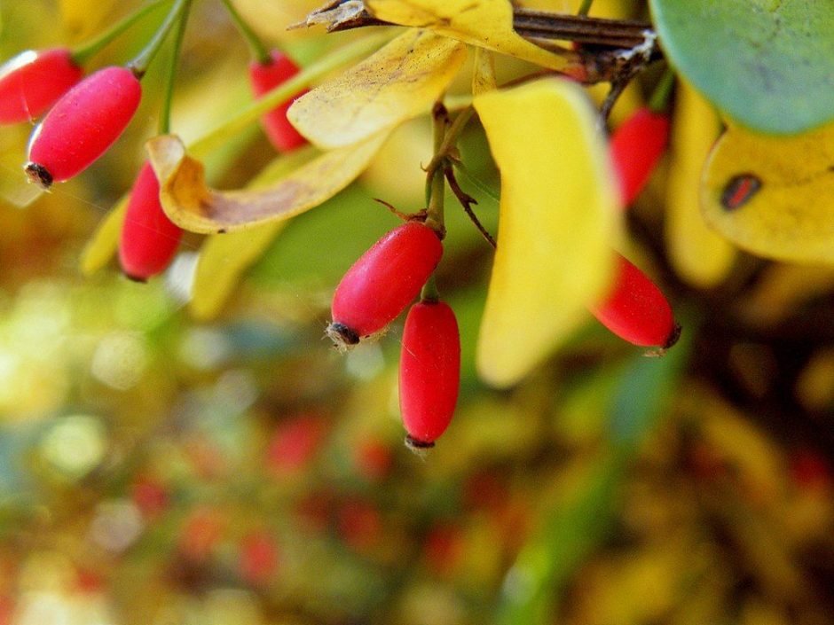 Como plantar Bérberis de Wilson (Berberis wilsoniae)_1