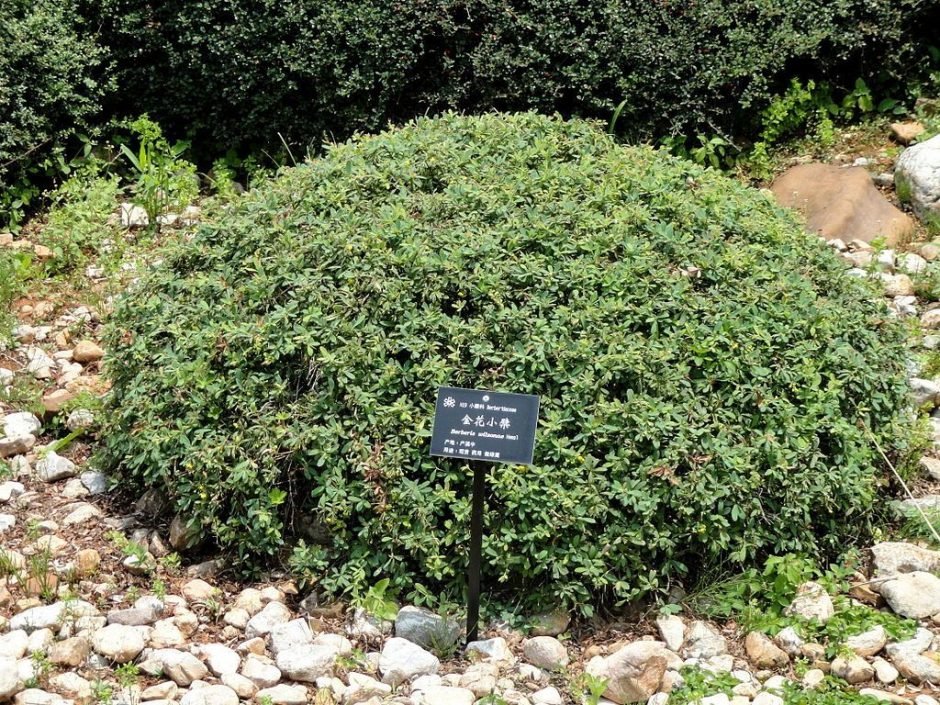 Onde plantar Bérberis de Wilson (Berberis wilsoniae)_2