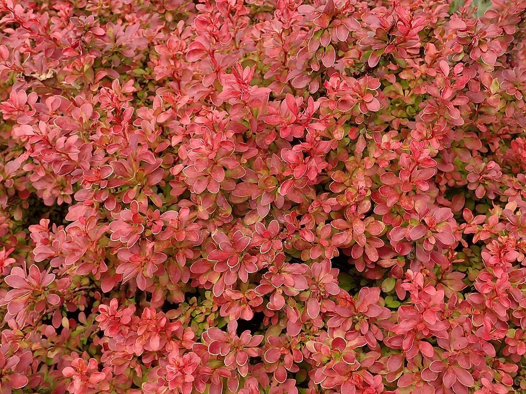 Bérberis japonês 'Admiration' (Berberis thunbergii f. atropurpurea 'Admiration')