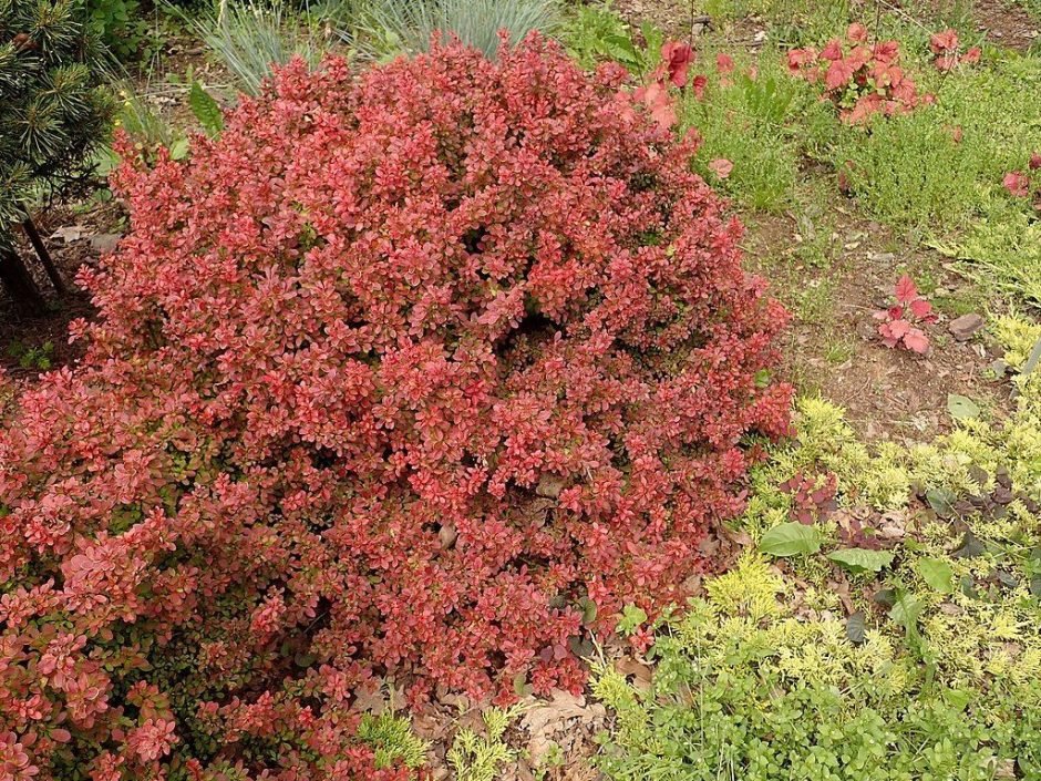 Como plantar Bérberis japonês 'Admiration' (Berberis thunbergii f. atropurpurea 'Admiration')_1