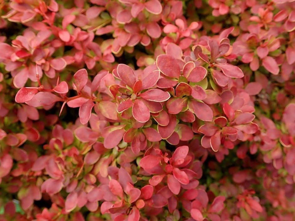Onde plantar Bérberis japonês 'Admiration' (Berberis thunbergii f. atropurpurea 'Admiration')_2