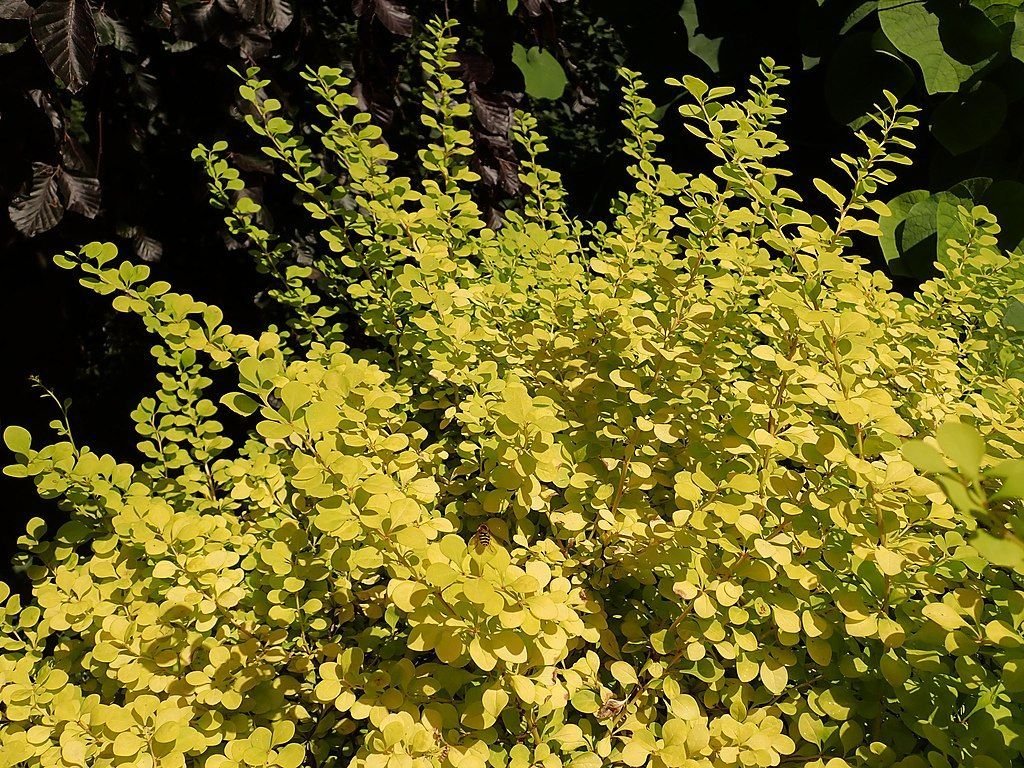 Bérberis japonês 'Aurea' (Berberis thunbergii 'Aurea')