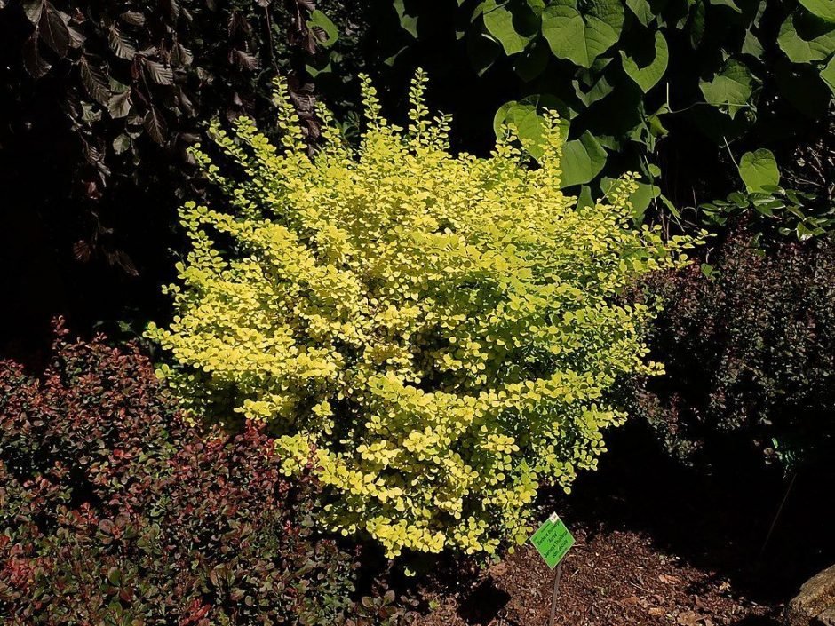 Como plantar Bérberis japonês 'Aurea' (Berberis thunbergii 'Aurea')_1