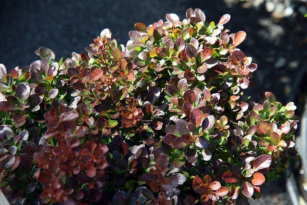 Bérberis japonês 'Bagatelle' (Berberis thunbergii f. atropurpurea 'Bagatelle')