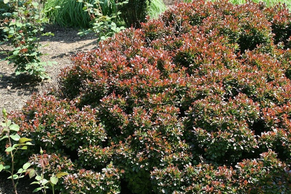 Como plantar Bérberis japonês 'Bagatelle' (Berberis thunbergii f. atropurpurea 'Bagatelle')_1