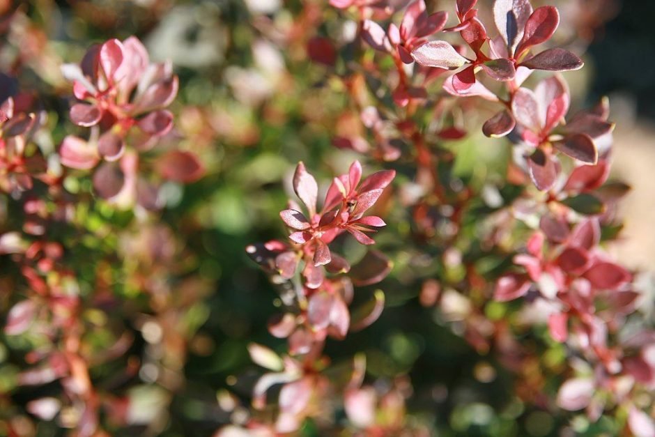 Onde plantar Bérberis japonês 'Bagatelle' (Berberis thunbergii f. atropurpurea 'Bagatelle')_2