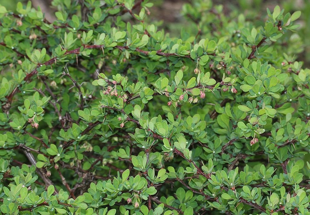 Bérberis japonês (Berberis thunbergii)
