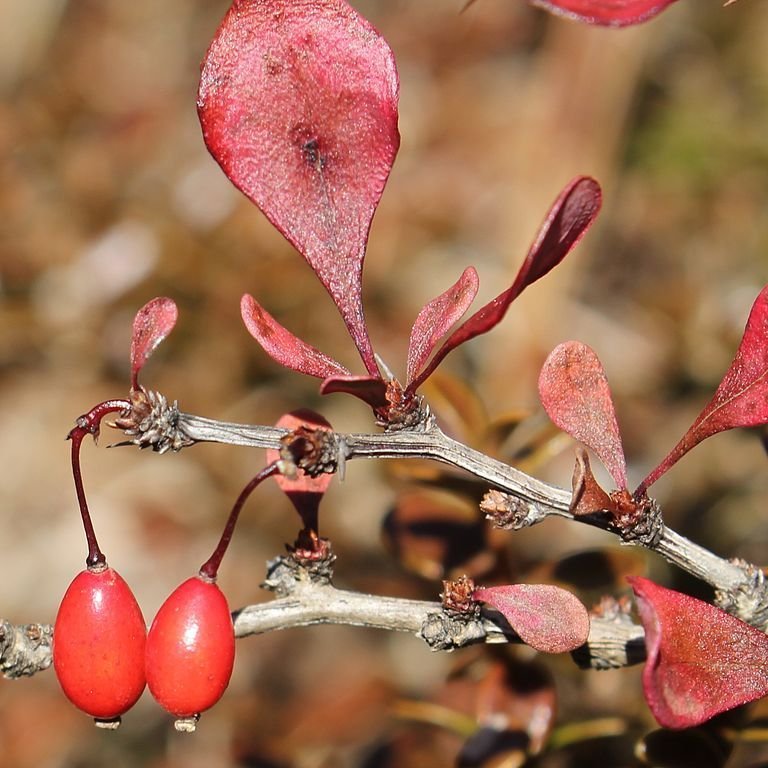 Onde plantar Bérberis japonês (Berberis thunbergii)_2