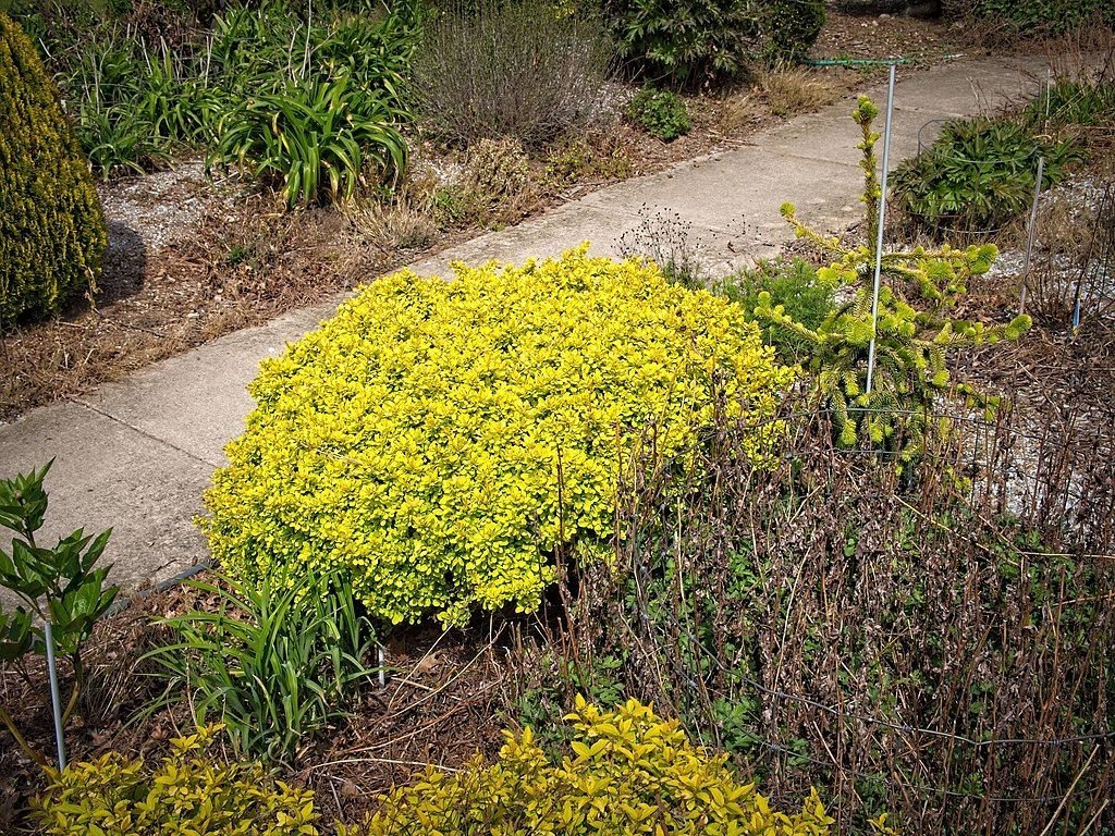 Bérberis japonês Bonanza Gold 'Bogozam' (Berberis thunbergii Bonanza Gold = 'Bogozam')