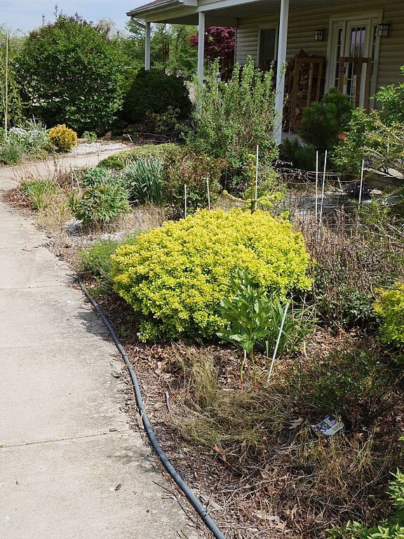 Como plantar Bérberis japonês Bonanza Gold 'Bogozam' (Berberis thunbergii Bonanza Gold = 'Bogozam')_1