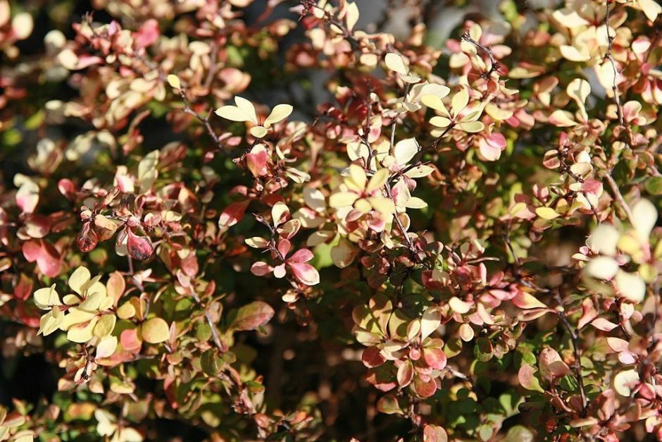 Onde plantar Bérberis japonês Bonanza Gold 'Bogozam' (Berberis thunbergii Bonanza Gold = 'Bogozam')_2