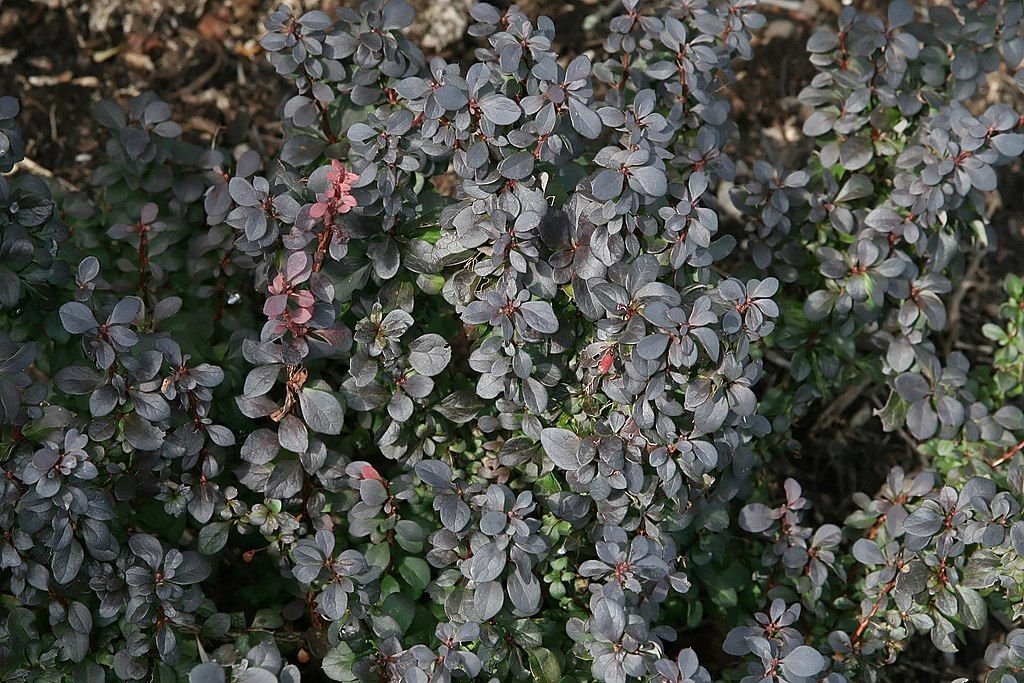 Bérberis japonês 'Concorde' (Berberis thunbergii f. atropurpurea 'Concorde')