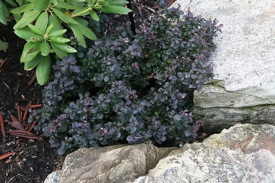 Como plantar Bérberis japonês 'Concorde' (Berberis thunbergii f. atropurpurea 'Concorde')_1