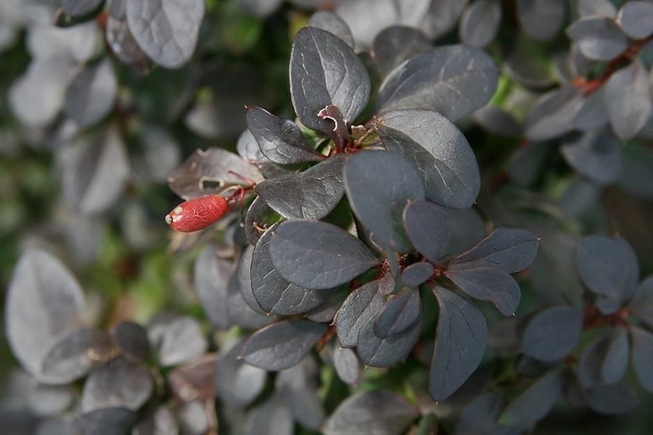 Onde plantar Bérberis japonês 'Concorde' (Berberis thunbergii f. atropurpurea 'Concorde')_2