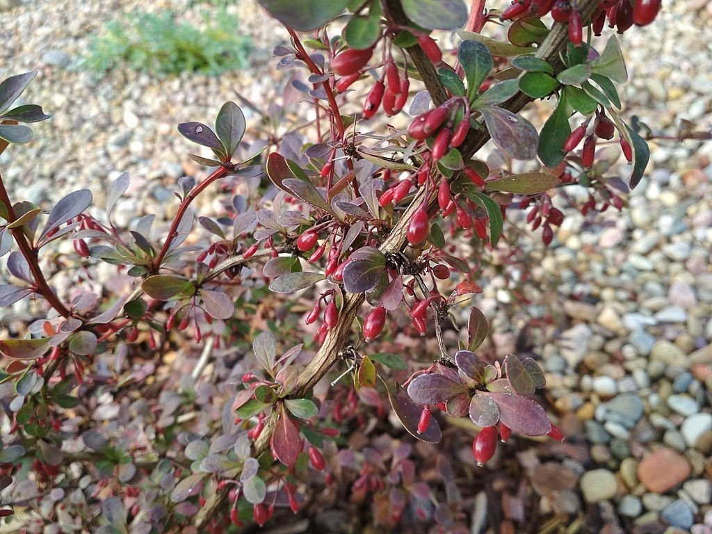 Bérberis japonês 'Golden Ring' (Berberis thunbergii f. atropurpurea 'Golden Ring')