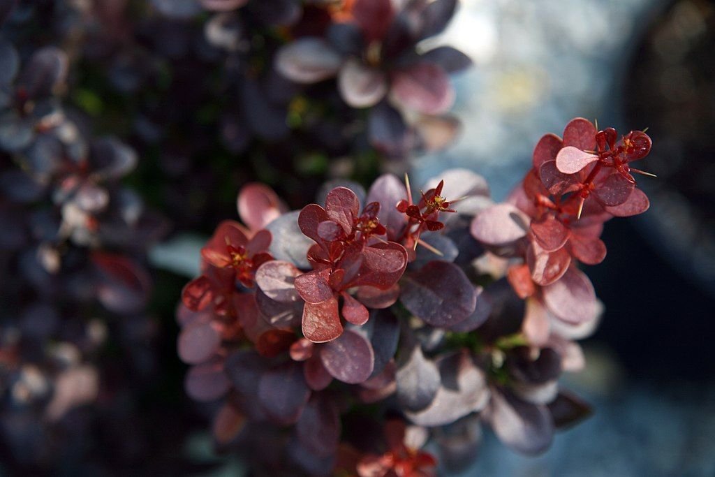 Bérberis japonês 'Helmond Pillar' (Berberis thunbergii f. atropurpurea 'Helmond Pillar')