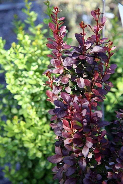Como plantar Bérberis japonês 'Helmond Pillar' (Berberis thunbergii f. atropurpurea 'Helmond Pillar')_1