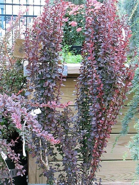 Onde plantar Bérberis japonês 'Helmond Pillar' (Berberis thunbergii f. atropurpurea 'Helmond Pillar')_2