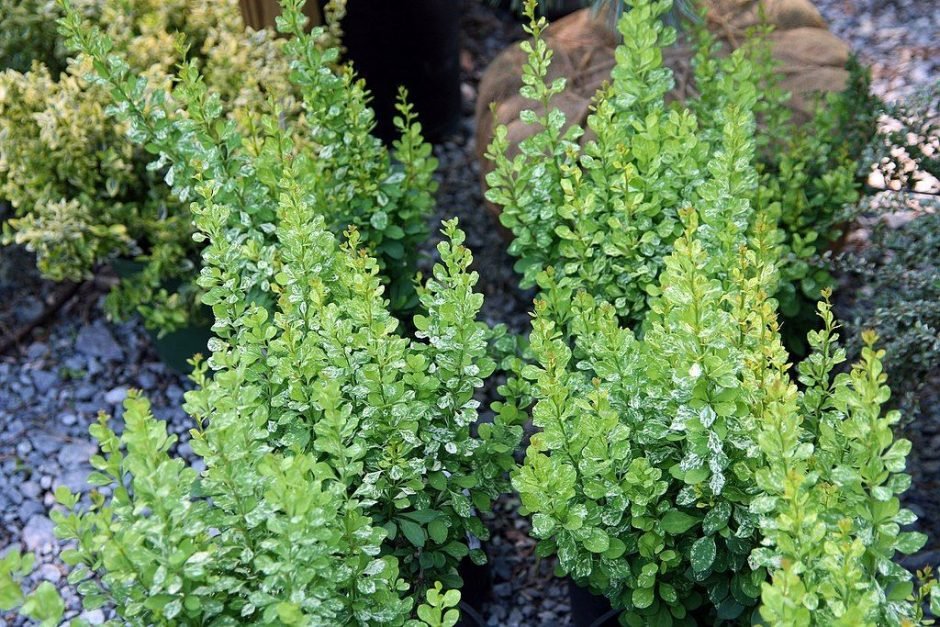 Como plantar Bérberis japonês 'Pow-wow' (Berberis thunbergii 'Pow-wow')_1