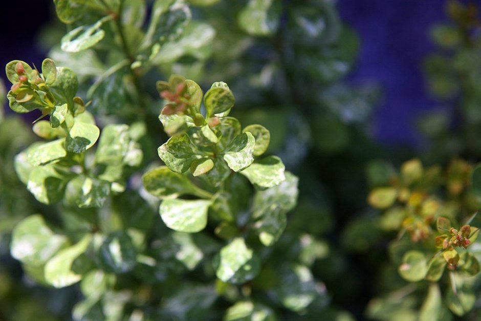Onde plantar Bérberis japonês 'Pow-wow' (Berberis thunbergii 'Pow-wow')_2