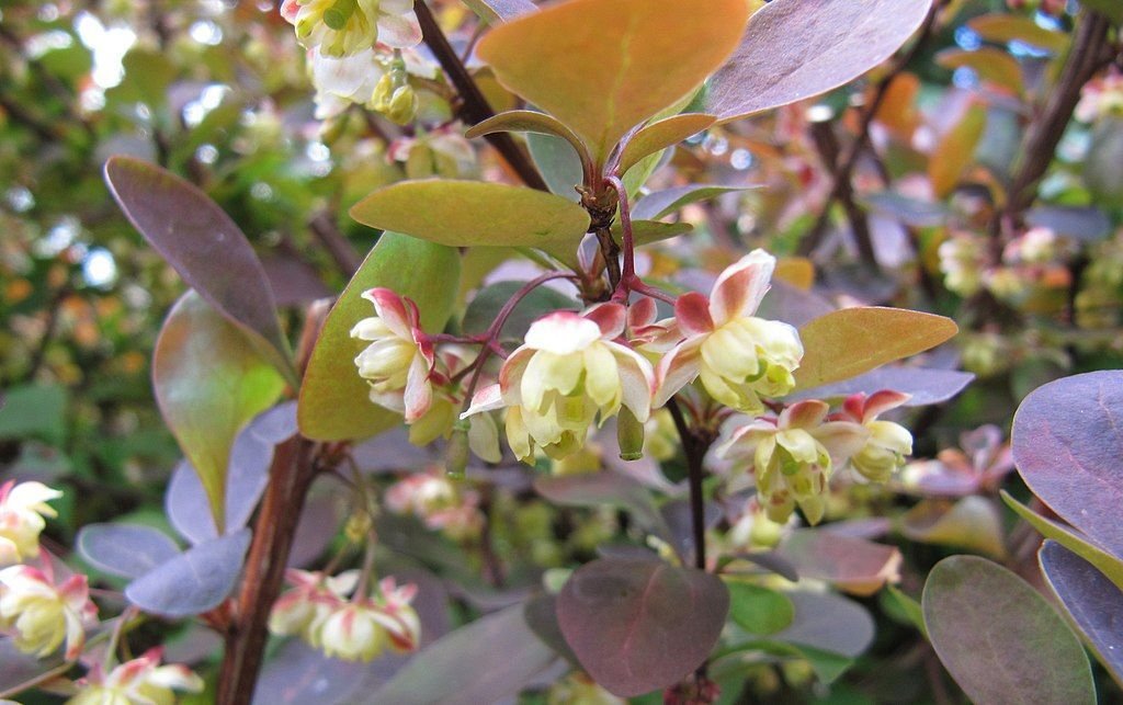 Bérberis japonês 'Rose Glow' (Berberis thunbergii f. atropurpurea 'Rose Glow')