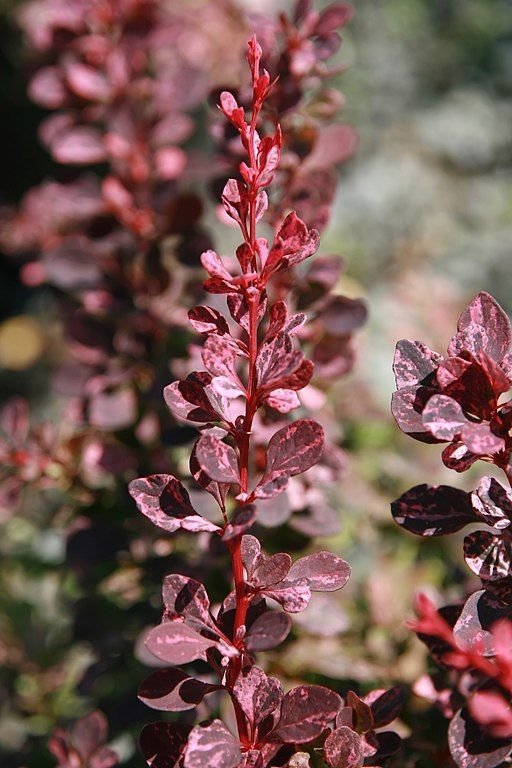 Como plantar Bérberis japonês 'Rose Glow' (Berberis thunbergii f. atropurpurea 'Rose Glow')_1