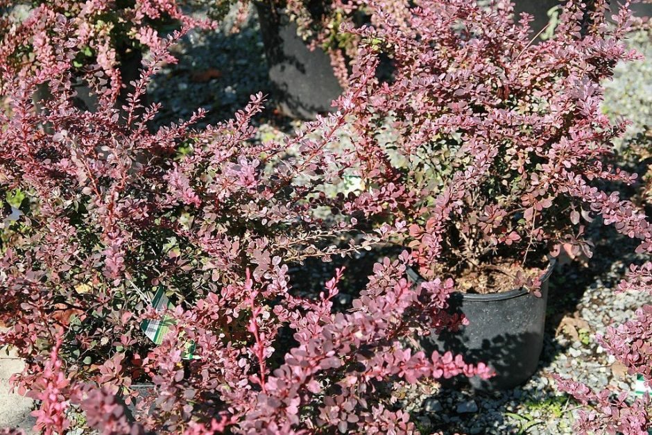 Onde plantar Bérberis japonês 'Rose Glow' (Berberis thunbergii f. atropurpurea 'Rose Glow')_2