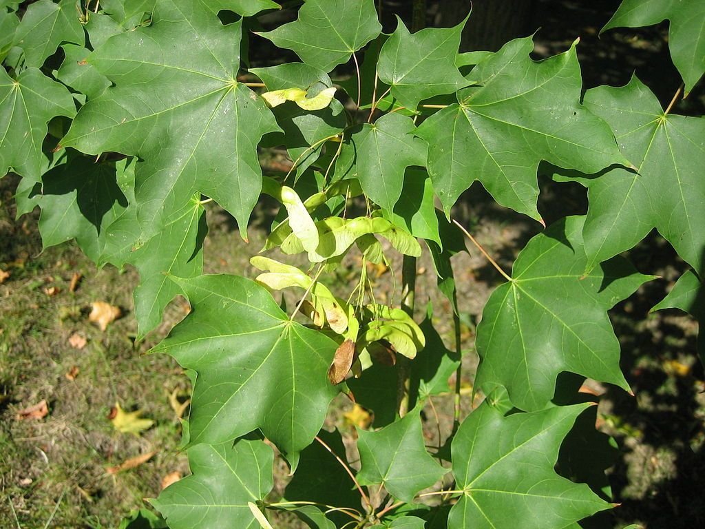 Bordo da Capadócia (Acer cappadocicum)