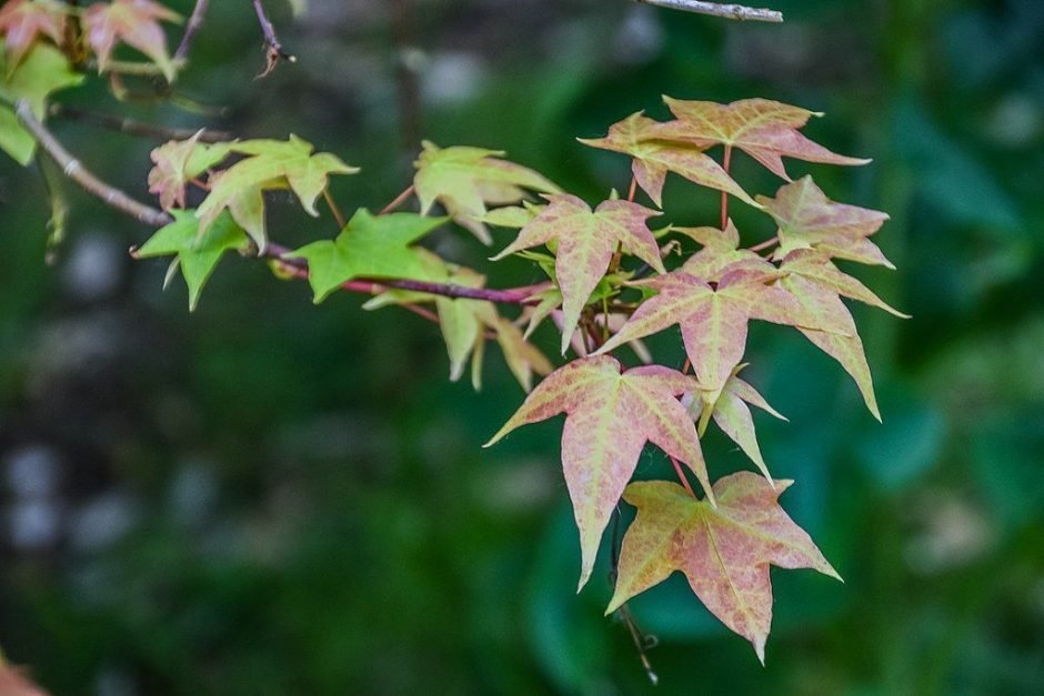 Onde plantar Bordo da Capadócia (Acer cappadocicum)_2