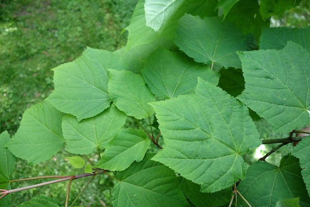 Bordo listrado da Manchúria (Acer tegmentosum)